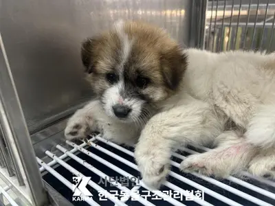 믹스견 사진