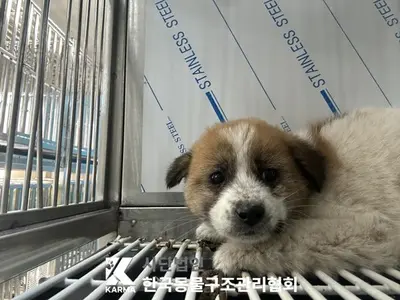 믹스견 사진