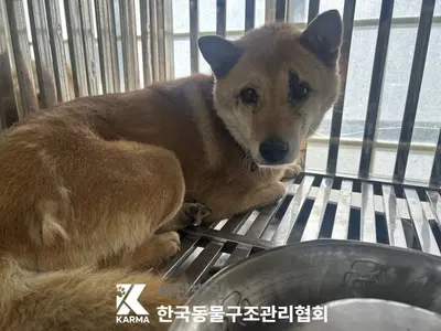 믹스견 사진