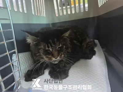메인쿤 사진