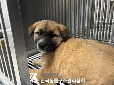 믹스견 사진