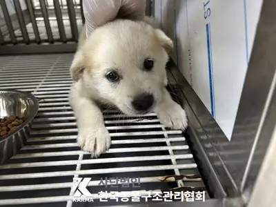 믹스견 사진