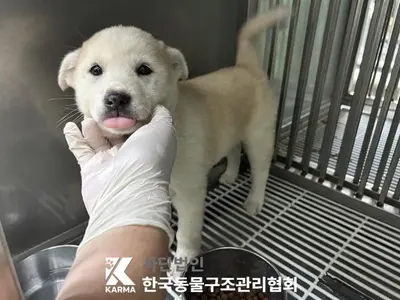 믹스견 사진
