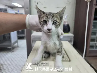한국 고양이 사진