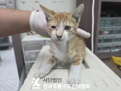 한국 고양이 사진