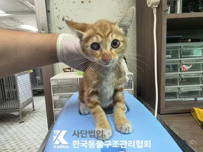 한국 고양이 사진