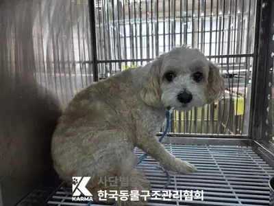 믹스견 사진
