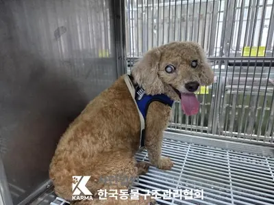 푸들 사진