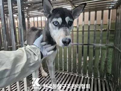 시베리안 허스키 사진