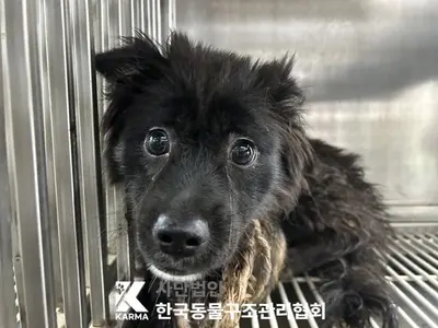 믹스견 사진