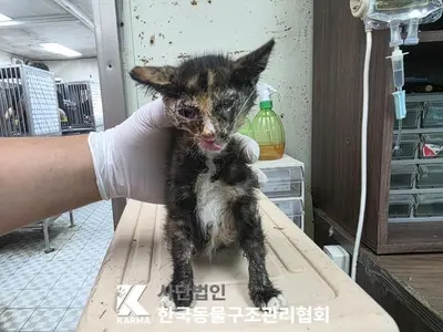 한국 고양이 사진