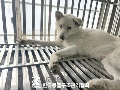 믹스견 사진