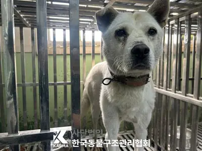 믹스견 사진