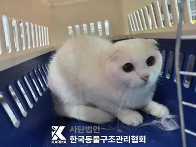 스코티시폴드 사진