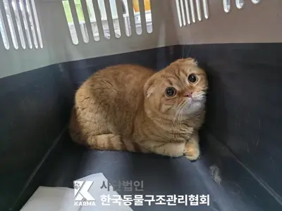 스코티시폴드 사진