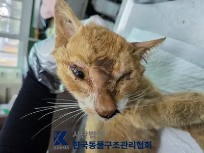한국 고양이 사진