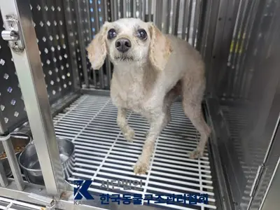 푸들 사진