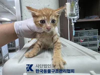 한국 고양이 사진