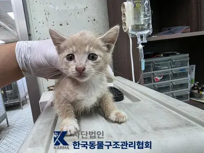 한국 고양이 사진