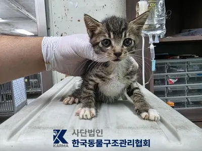 한국 고양이 사진