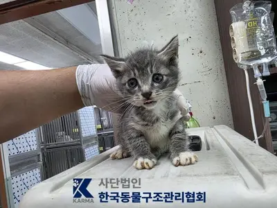 한국 고양이 사진