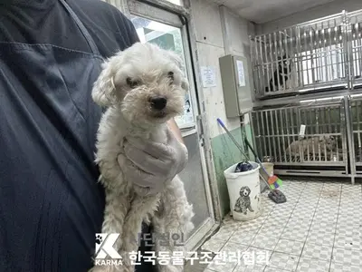 믹스견 사진