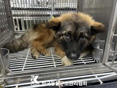 믹스견 사진