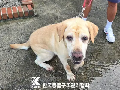 라브라도 리트리버 사진