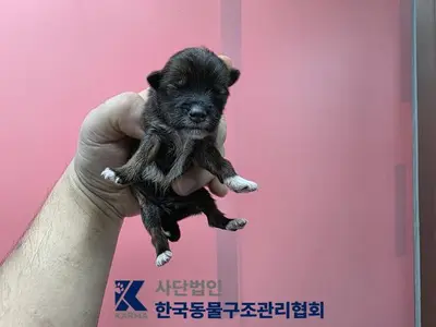 믹스견 사진