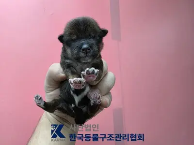 믹스견 사진