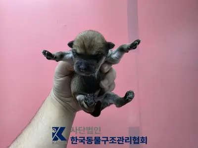 믹스견 사진