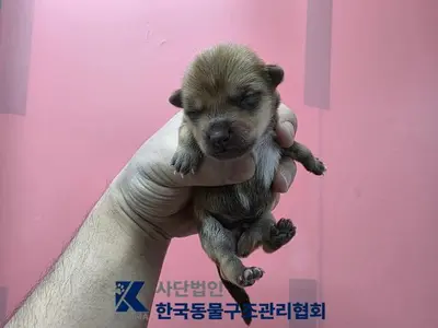 믹스견 사진