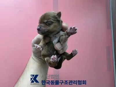 믹스견 사진
