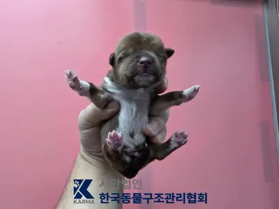 믹스견 사진