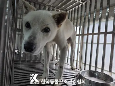 믹스견 사진