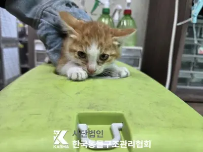 한국 고양이 사진