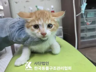 한국 고양이 사진