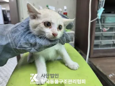 한국 고양이 사진