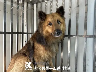 믹스견 사진