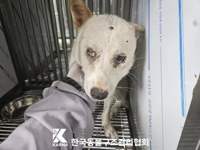 믹스견 사진