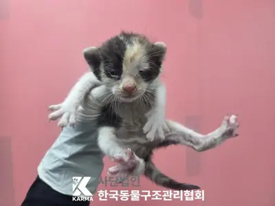 한국 고양이 사진
