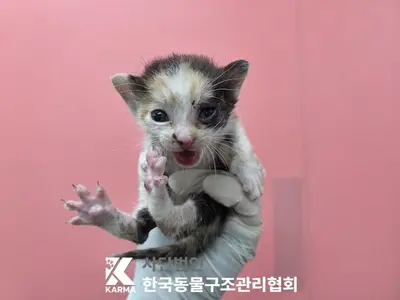 한국 고양이 사진