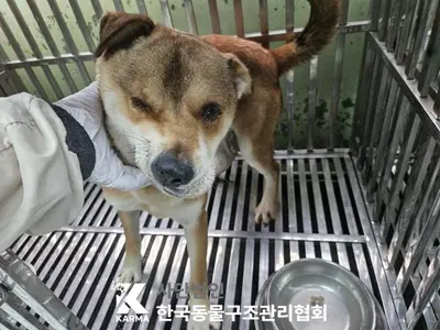 믹스견 사진
