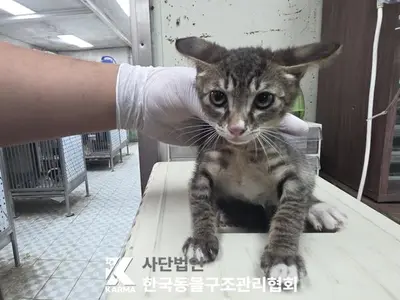 한국 고양이 사진