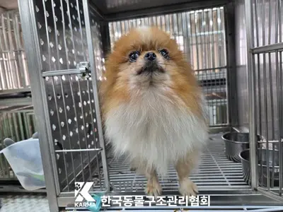 포메라니안 사진