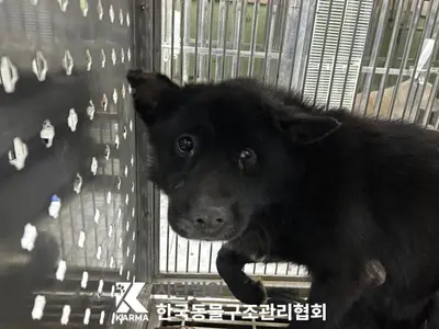 믹스견 사진
