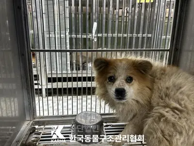 믹스견 사진