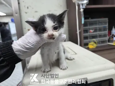한국 고양이 사진