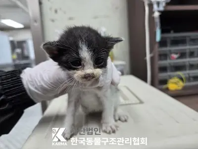 한국 고양이 사진