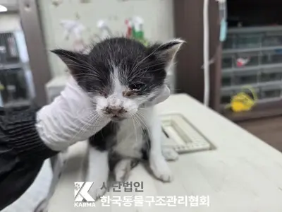 한국 고양이 사진